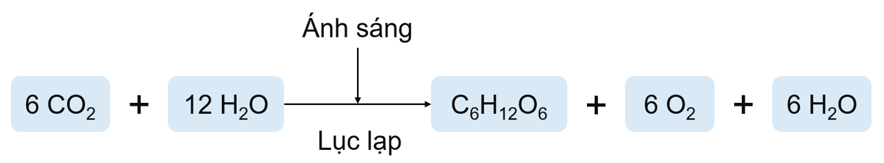 phương trình quang hợp