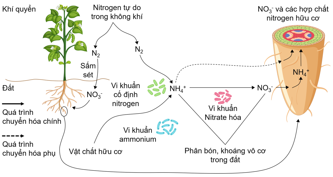 Nguồn nitrogen cung cấp cho thực vật