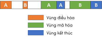 cấu trúc gene olm