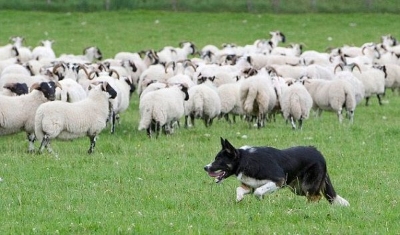 Chó chăn cừu olm