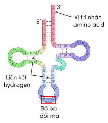 tRNA olm