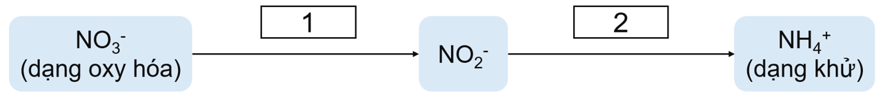 quá trình khử nitrate