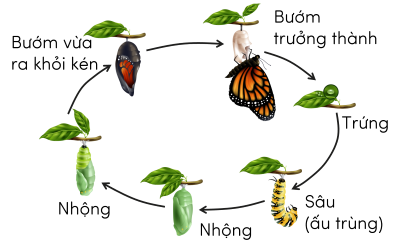 Vòng đời của bướm olm