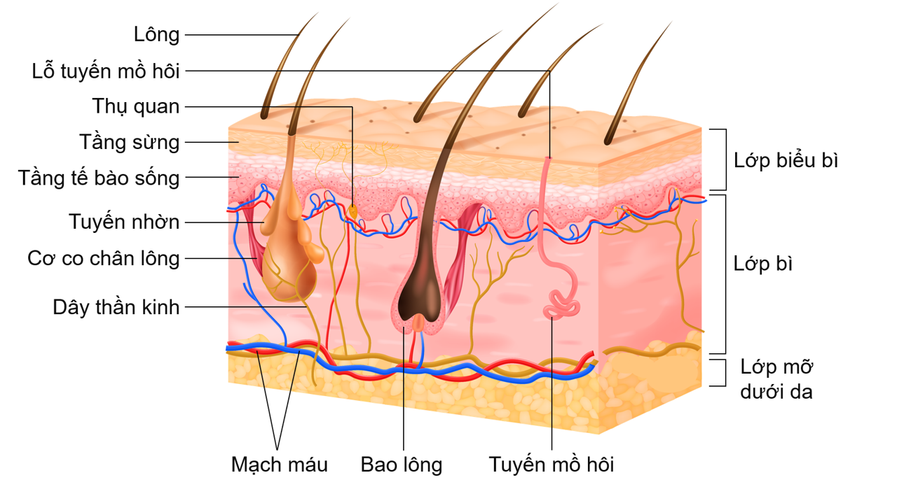 Cấu tạo của da