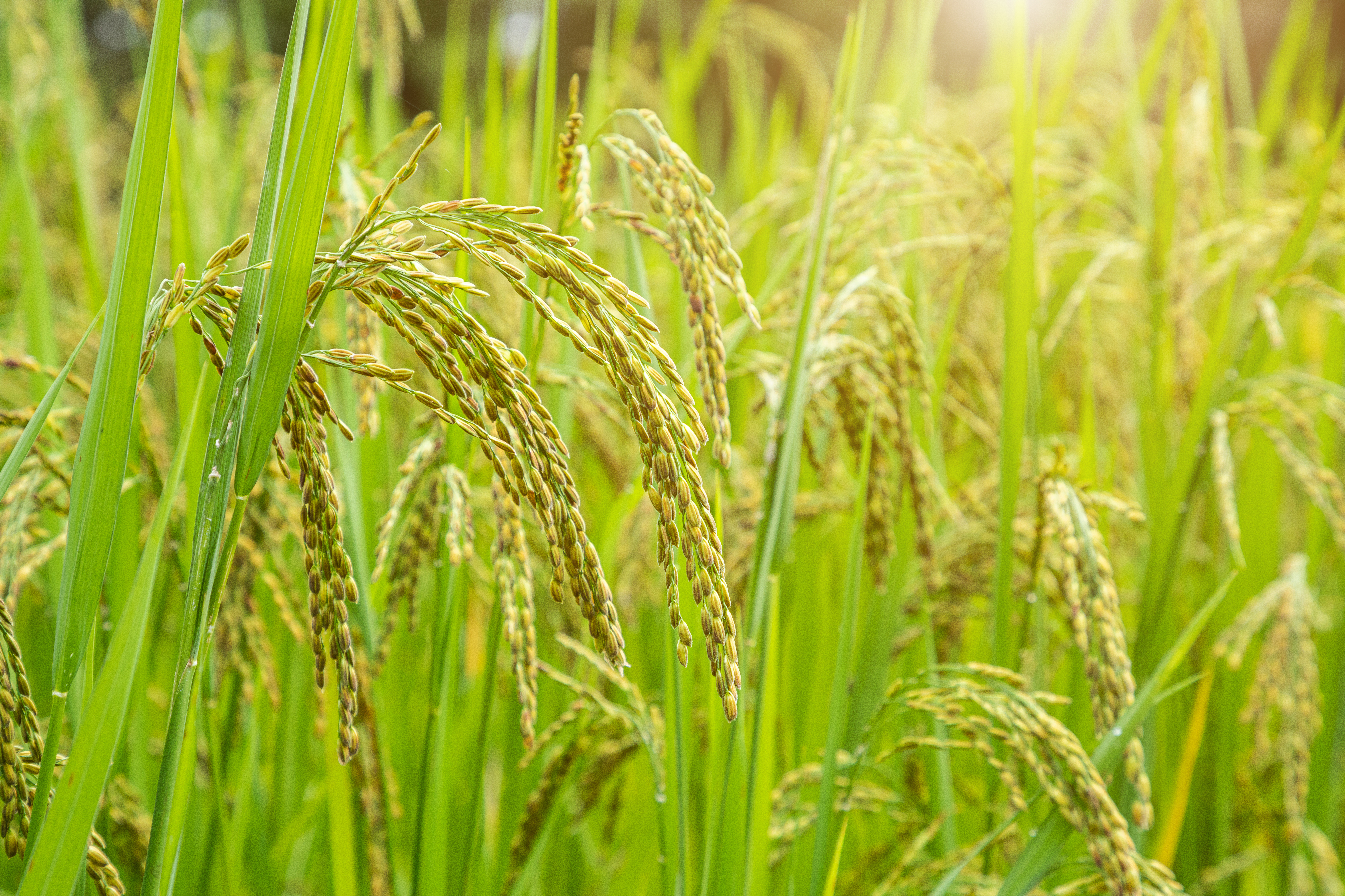 Lúa là loài ưu thế trong quần xã ruộng lúa
