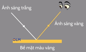 hấp thụ ánh sáng olm