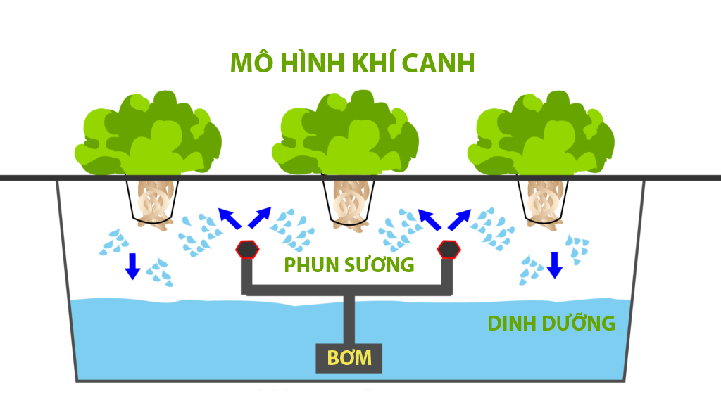 khí canh.olm