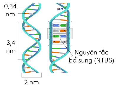 cấu trúc DNA olm