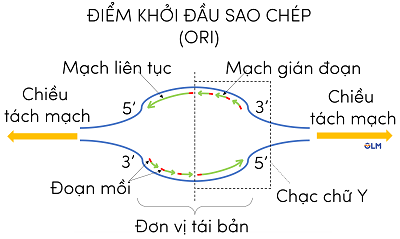 tái bản DNA olm