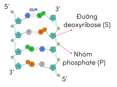 tái bản DNA olm