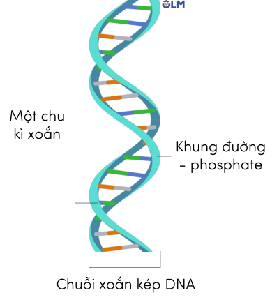 chức năng dna olm