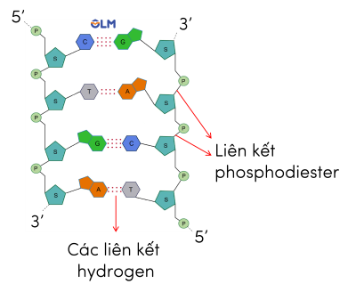 chức năng dna olm