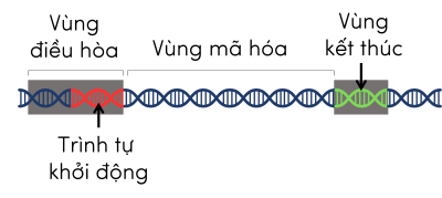 cấu trúc gene olm