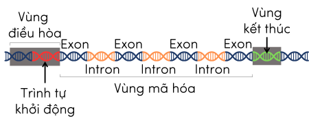 cấu trúc gene olm