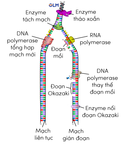 tái bản DNA olm