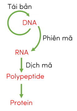 MQH DNA - RNA - protein olm
