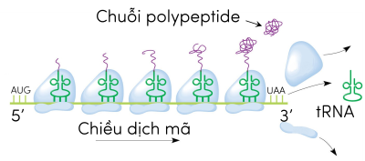 polysome olm