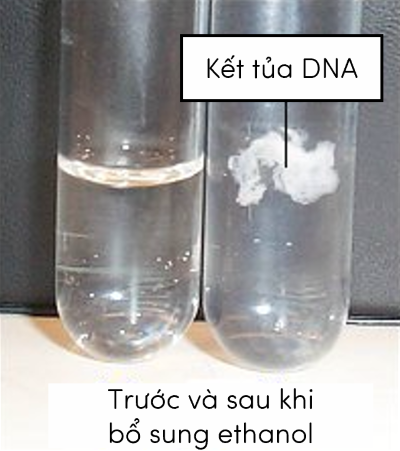 kết tủa DNA olm