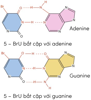 đột biến gene olm