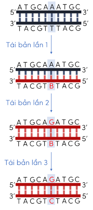 Sinh học 12, đột biến thay thế cặp A - T thành G - C