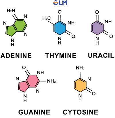 khoa học tự nhiên 9, base nitrogenous trong nucleotide, olm