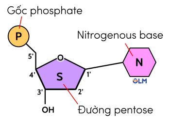 nucleotide olm