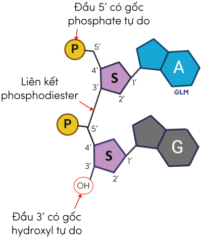 nucleotide olm