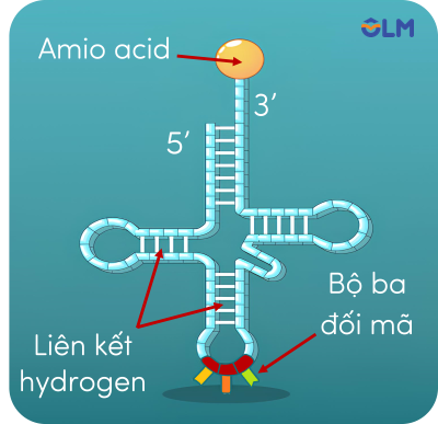 khoa học tự nhiên 9, tRNA olm