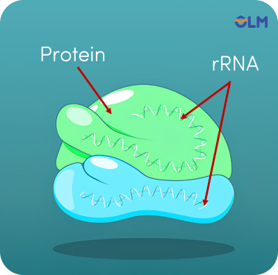 rRNA olm