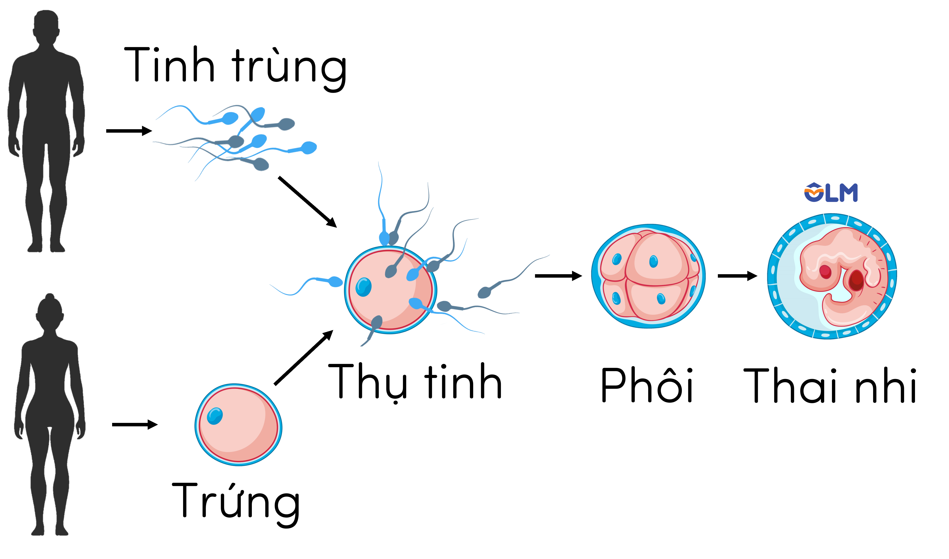 sinh sản ở sinh vật olm