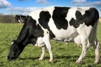 Bò Holstein Friesian.olm