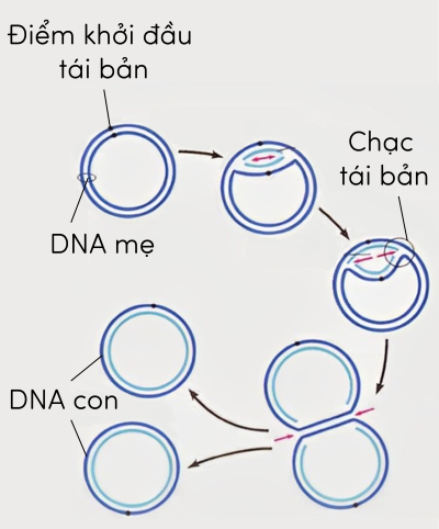 tái bản DNA olm