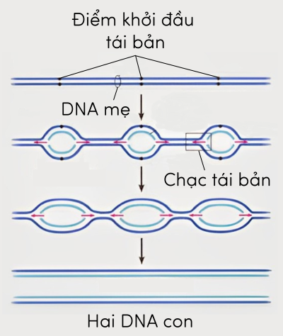 tái bản DNA olm