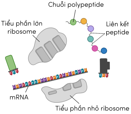 khoa học tự nhiên 9, dịch mã olm