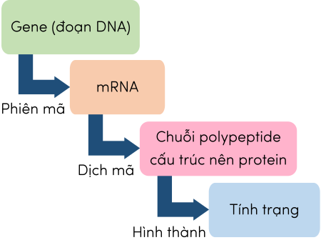 khoa học tự nhiên 9, từ DNA đến tính trạng olm