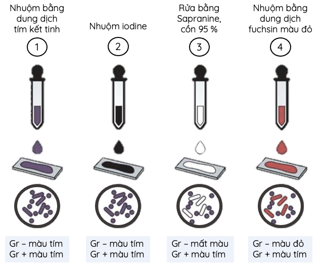 4. Phân Biệt Với Phương Pháp Nhuộm Gram