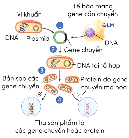 DNA tái tổ hợp olm