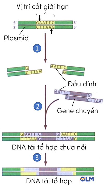 DNA tái tổ hợp olm