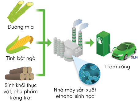 ứng dụng DNA tái tổ hợp olm