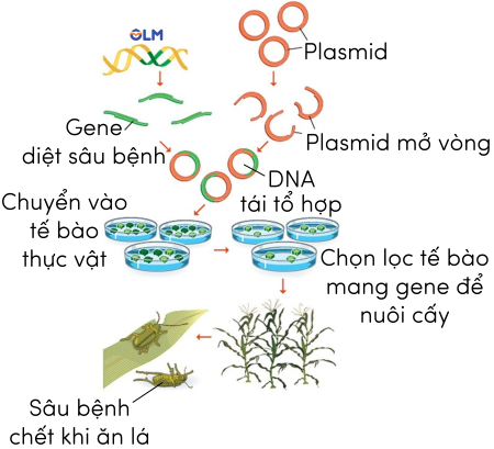 sinh vật biến đổi gene olm