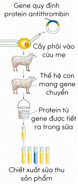 sinh vật biến đổi gene olm