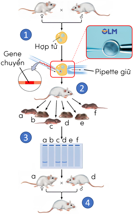 sinh vật biến đổi gene olm