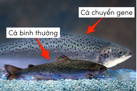 sinh vật chuyển gene olm