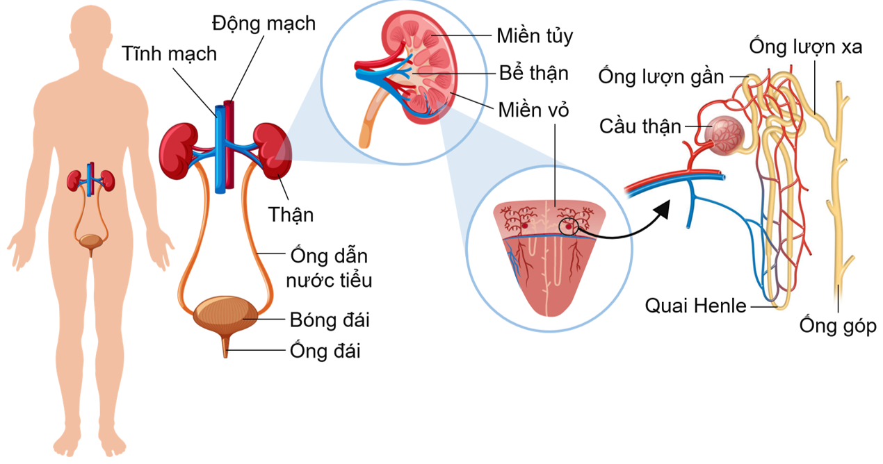 Cấu tạo của hệ bài tiết nước tiểu