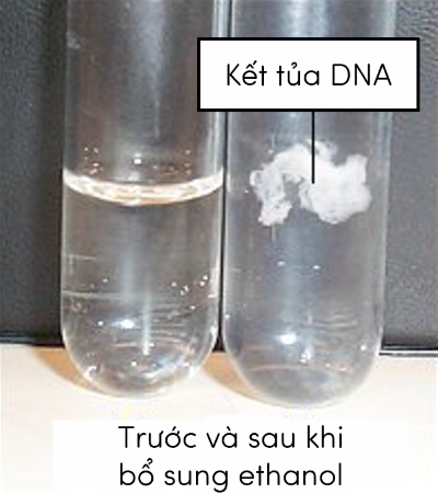 thực hành tách chiết DNA olm