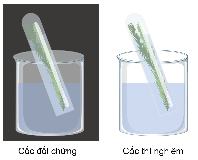 Thí nghiệm tìm hiểu sự thải oxygen trong quá trình quang hợp