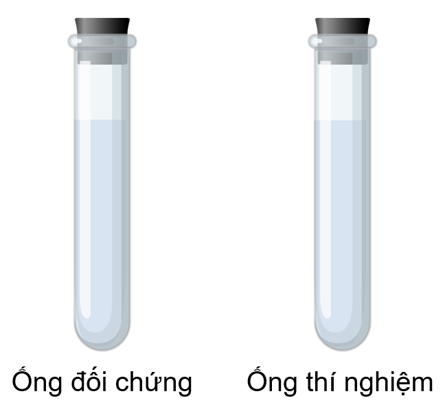 Thí nghiệm tìm hiểu sự thải oxygen trong quá trình quang hợp