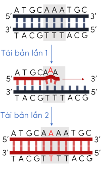 đột biến gene olm