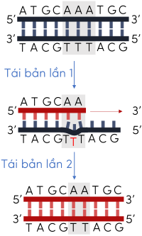 đột biến gene olm