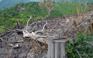 chặt phá rừng olm